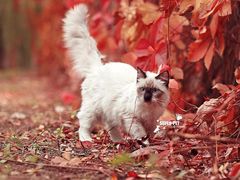 -超宠爱宠物摄影-Super pet