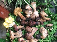 -大理董·董家小厨野生菌火锅(古城旗舰店)