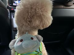 -伟伟宠物医院·CT影像中心·瑞派犬猫综合性门诊(汉口总院)