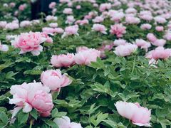 -陕西省西安植物园