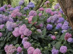 -西湖风景区-江洋畈生态公园