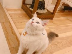-伟伟宠物医院·瑞派猫友好医院·猫科(光谷店)