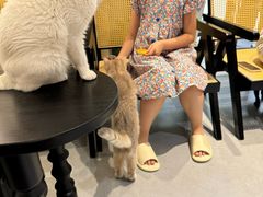 -琪喵猫屋·撸猫猫咖·猫舍