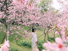 -天适樱花悠乐园