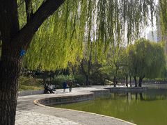-团结湖公园