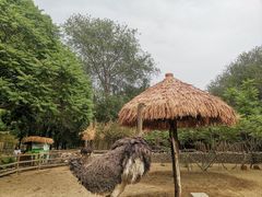 -北京野生动物园