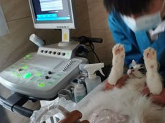 -安安宠医·安宠宠物医院