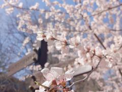 -桃花堤公园