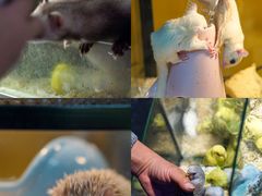 -青石桥花鸟鱼虫市场(叠翠城店)