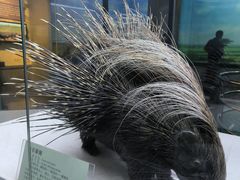 -国家自然博物馆