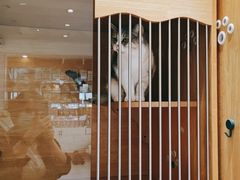 -丹景宠物医院·全科·老年病·牙科(武昌诊疗中心)