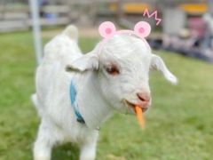 -前小桔亲子创意农场·草莓采摘·露营烧烤