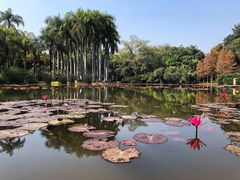 -中国科学院西双版纳热带植物园