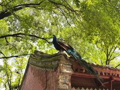 -少华山国家森林公园