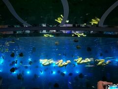 -瑞德姆美人鱼海底演艺主题餐厅(亚龙湾店)