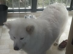 -艾贝尔宠物医院·狂犬免疫点(江山金象城店)