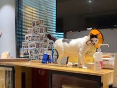 -御宝贝·A梦猫科宠物医院(国际猫友好医院)