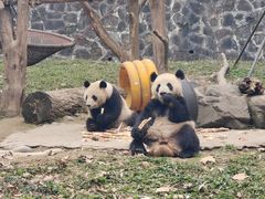 -都江堰中华大熊猫苑