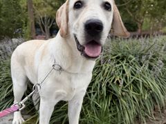 -汪说喵讲宠物乐园宠物酒店(红星美凯龙店)