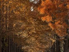 -黄海国家森林公园