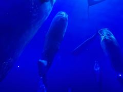 -海合安成都极地海洋公园