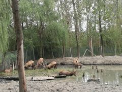 -溱湖国家湿地公园