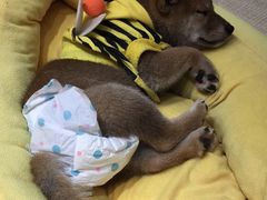 -逗柴咖啡屋·狗咖猫咖宠物桌游