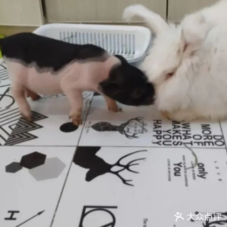 带孩子来南京亲子宠物乐园和萌宠互动吧！
