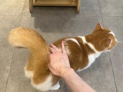 -飞行喵MR PILOT|猫舍·猫咖(静安大融城店)