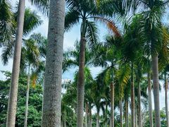 -中国科学院西双版纳热带植物园