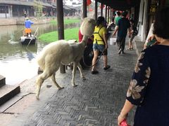 -西塘万安桥农家菜