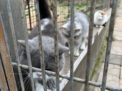 -成都爱之家动物救助中心
