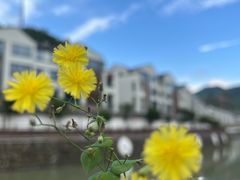 -花溪风景区