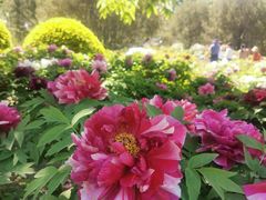-莲花池公园
