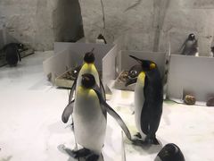 -大连圣亚海洋世界