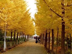 -三里屯东五街银杏大道