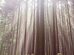 -武陵山森林公园