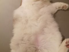 -猫腻·猫咖·撸猫馆(星光大道店)
