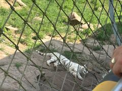 -西霞口神雕山野生动物世界