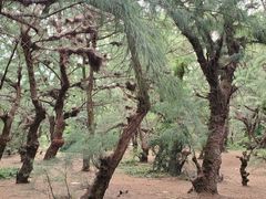 -北海金海湾红树林生态旅游区