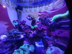 -烟台海昌鲸鲨海洋公园