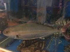 -海鲨湾海鲜会馆(百家湖1912店)