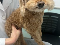 -宠福鑫康馨动物医院·骨科·眼科