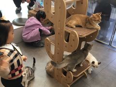 -飞行喵MR PILOT|猫舍·猫咖(静安大融城店)