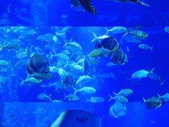 -太平洋海底世界