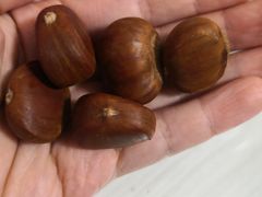 -金栗王(清扬路店)