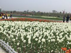 -南通鲜花小镇