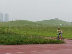 -合肥滨湖国家森林公园