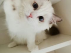 -东方名猫馆·英短金渐层布偶猫舍(环线广场1号楼店)