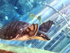 -上海海洋水族馆